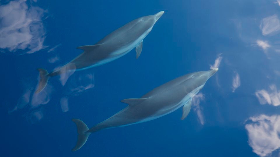 Dolfijnen in Griekenland