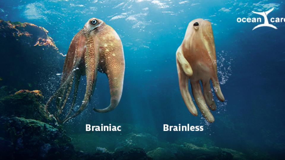 Een octopus aan de ene kant, een plastic handschoen aan de andere