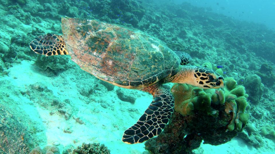 De zeeschildpad laat zich niet opjagen