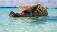 pig in the sea